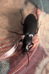 Laemostenus complanatus