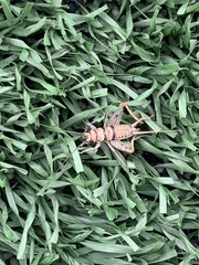 Gryllodes sigillatus