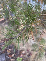Pinus virginiana