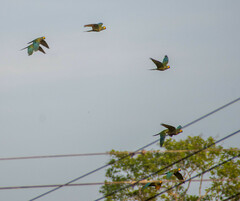 Orthopsittaca manilatus