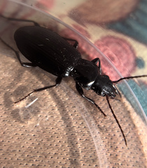 Laemostenus complanatus