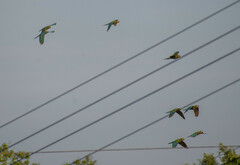 Orthopsittaca manilatus