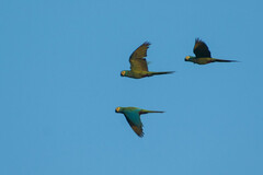 Orthopsittaca manilatus