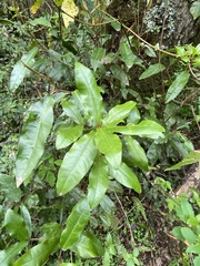 Aextoxicon punctatum