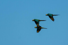 Orthopsittaca manilatus