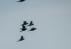 Orthopsittaca manilatus