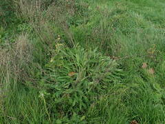 Centaurea × gerstlaueri
