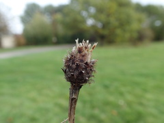 Centaurea × gerstlaueri