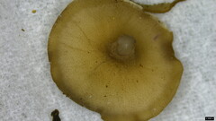 Tatraea macrospora