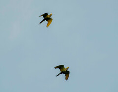 Orthopsittaca manilatus