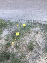 Oenothera drummondii