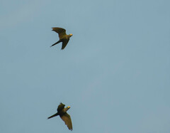 Orthopsittaca manilatus