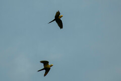 Orthopsittaca manilatus