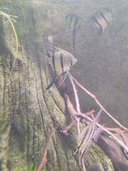 Pterophyllum scalare