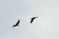 Orthopsittaca manilatus