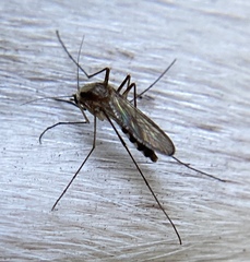 Aedes infirmatus