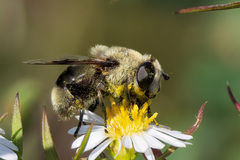 Eristalis anthophorina
