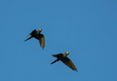 Orthopsittaca manilatus