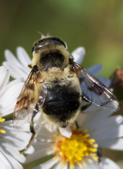 Eristalis anthophorina