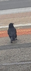 Corvus mellori
