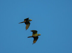 Orthopsittaca manilatus