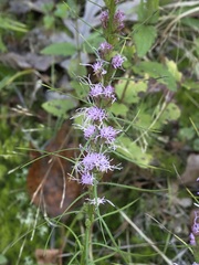 Liatris pilosa