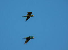 Orthopsittaca manilatus