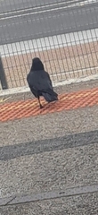 Corvus mellori