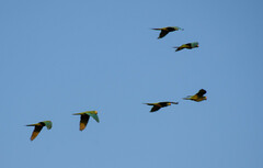 Orthopsittaca manilatus