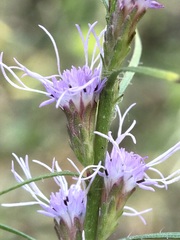 Liatris pilosa