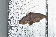 Lophosis labeculata