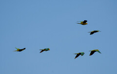 Orthopsittaca manilatus