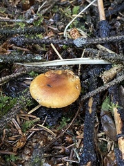 Hygrophoropsis