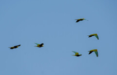 Orthopsittaca manilatus