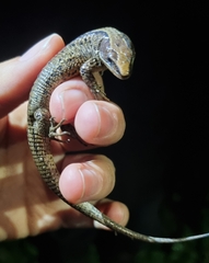 Pholidobolus vertebralis