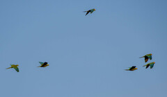 Orthopsittaca manilatus