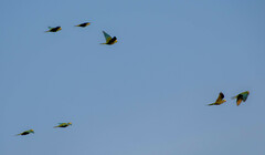 Orthopsittaca manilatus