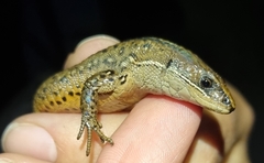 Pholidobolus vertebralis