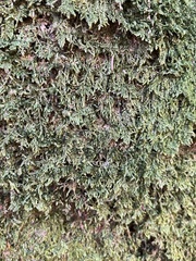 Porella platyphylla