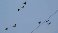 Orthopsittaca manilatus