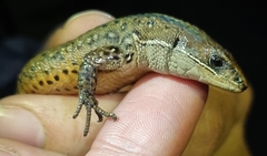 Pholidobolus vertebralis