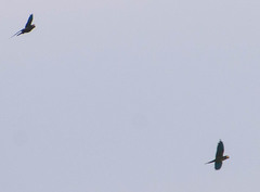 Orthopsittaca manilatus