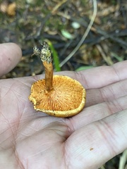 Hygrophoropsis