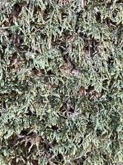 Porella platyphylla