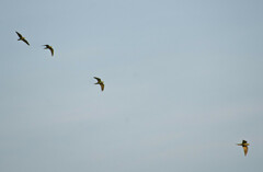 Orthopsittaca manilatus