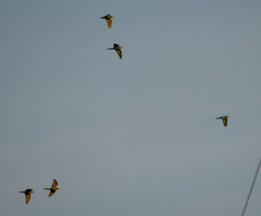 Orthopsittaca manilatus