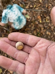 Quercus hemisphaerica