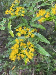 Azara lanceolata