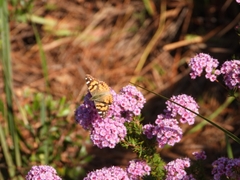 Verticordia plumosa