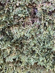 Porella platyphylla